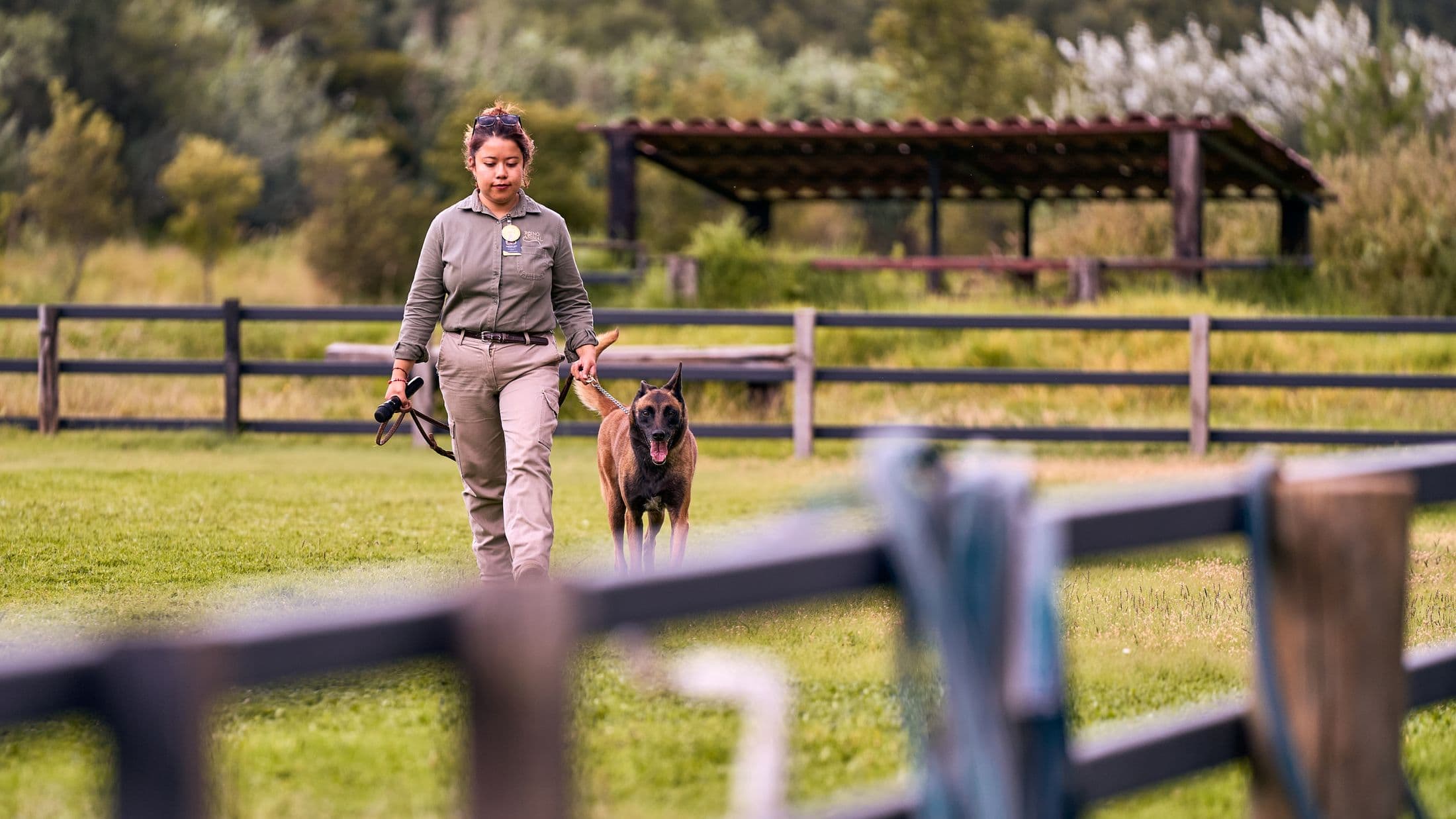 Hundförare tränar en hund på en grön träningsplan